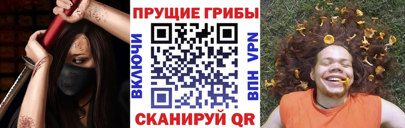 Псилоцибиновые грибы Psilocybe  где купить наркоту  Грозный 